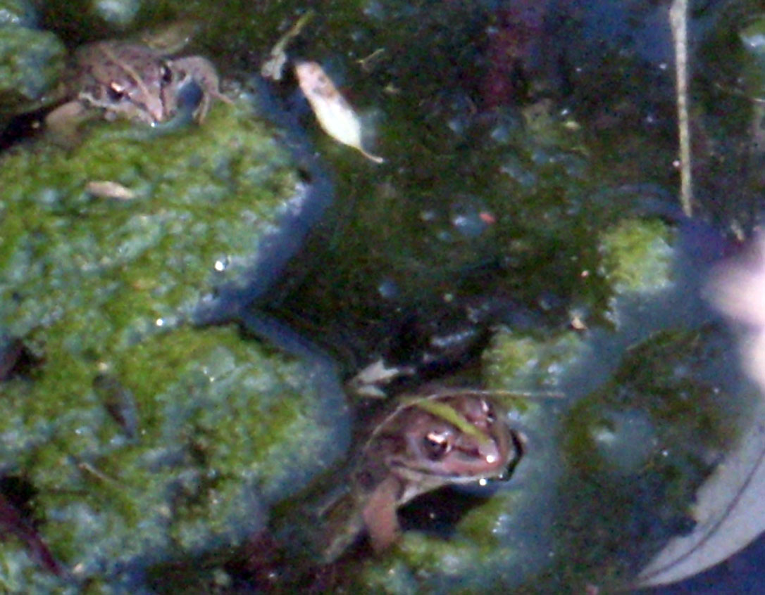 LE MIE PRIME ! Pelophylax sp.